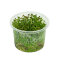 Rotala sp. Yao Yai InVitro Pflanze, Hintergrundpflanze