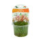 Rotala sp. Yao Yai InVitro Pflanze, Hintergrundpflanze