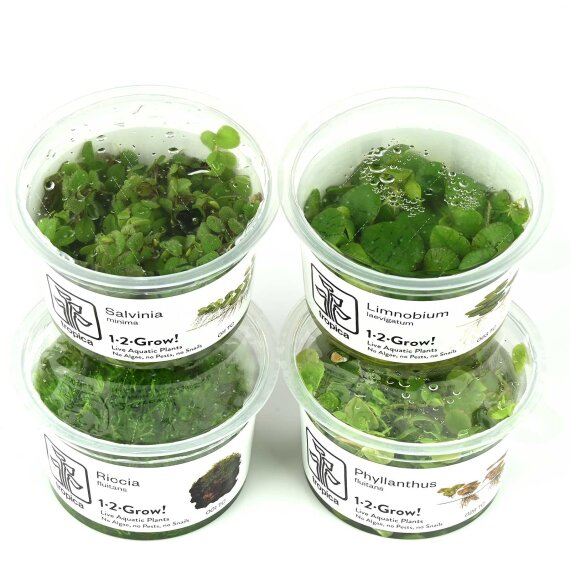 Schwimmpflanzen Set aus 4 verschiedenen Arten, Tropica InVitro Pflanzen