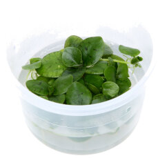 Schwimmpflanzen Set aus 4 verschiedenen Arten, Tropica InVitro Pflanzen