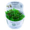 Schwimmpflanzen Set aus 4 verschiedenen Arten, Tropica InVitro Pflanzen