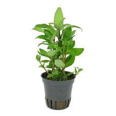 Staurogyne repens Dennerle Plants, Vordergrundpflanze