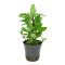 Staurogyne repens Dennerle Plants, Vordergrundpflanze