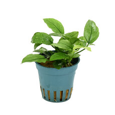 Anubias nana ´Jade´ Elegante Aquariumpflanze