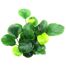 Anubias barteri ´Coin Leaf´, Pflegeleichte...