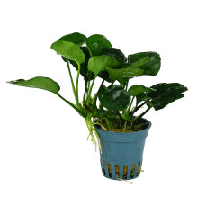 Anubias barteri ´Coin Leaf´, Pflegeleichte Aquariumpflanze