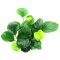 Anubias barteri ´Coin Leaf´, Pflegeleichte Aquariumpflanze