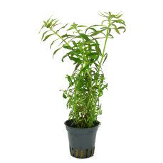 Limnophila hippuridoides, Farbenfrohe Hintergrundpflanze