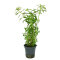 Limnophila hippuridoides, Farbenfrohe Hintergrundpflanze