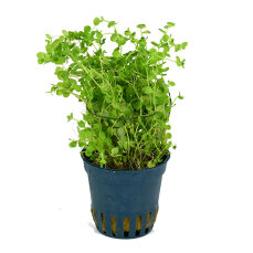 Micranthemum umbrosum - Amerikanisches Perlkraut