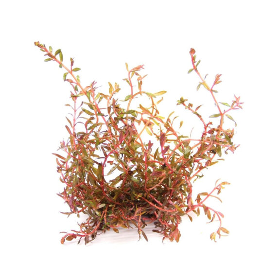 Rotala spec. ´H´Ra´, Farbintensive Rotala Sorte