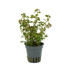 Rotala spec. ´H´Ra´, Farbintensive...