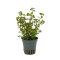 Rotala spec. ´H´Ra´, Farbintensive Rotala Sorte