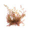 Rotala spec. ´H´Ra´, Farbintensive Rotala Sorte