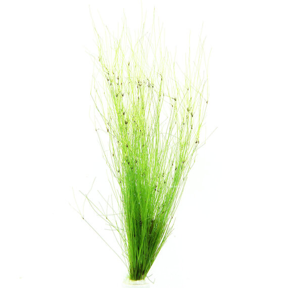 Eleocharis vivipara Hintergrundpflanze