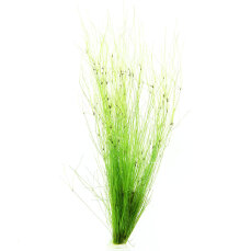 Eleocharis vivipara Hintergrundpflanze