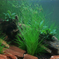 Eleocharis vivipara Hintergrundpflanze