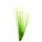 Eleocharis vivipara Hintergrundpflanze