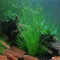 Eleocharis vivipara Hintergrundpflanze