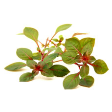 Ludwigia spec. Super Red, Eyecatcher beim Aquascaping