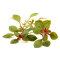 Ludwigia spec. Super Red, Eyecatcher beim Aquascaping