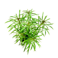 Pogostemon stellatus sp. - Sumpfpflanze Dennerle