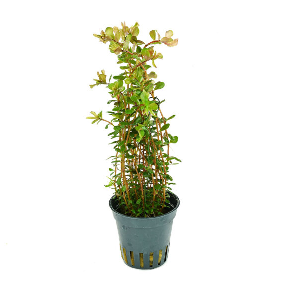 Rotala rotundifolia ´Laos´, dekorativ und anpassungsfähig