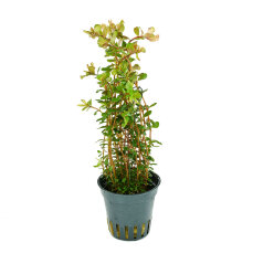 Rotala rotundifolia ´Laos´, dekorativ und anpassungsfähig