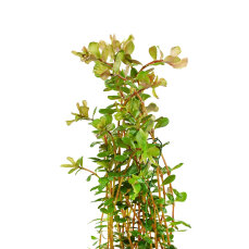 Rotala rotundifolia ´Laos´, dekorativ und anpassungsfähig