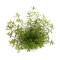 Rotala rotundifolia ´Laos´, dekorativ und anpassungsfähig