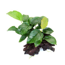 Dennerle Anubias barteri auf Wurzel - Aquarienpflanze auf...