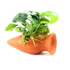Anubias nana auf Wels-Amphore - Aquarien Dekoration