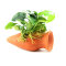 Anubias nana auf Wels-Amphore - Aquarien Dekoration
