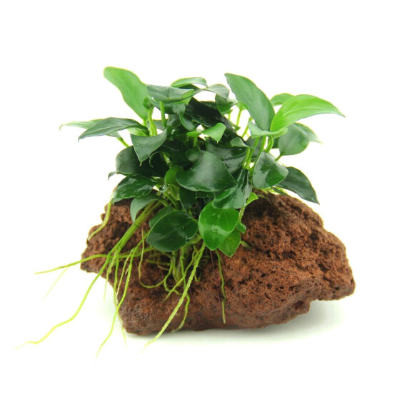 Anubias nana Bonsai auf Stein, Docorpflanze für Unterwasserlandschaften