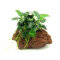 Anubias nana Bonsai auf Stein, Docorpflanze für Unterwasserlandschaften