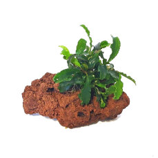 Bucephalandra spec. auf Lavastein, Decorpflanze