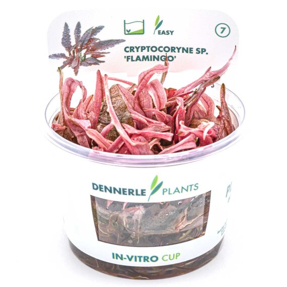 Cryptocoryne spec.Flamingo - Flamingowasserkelch InVitro Pflanze