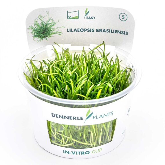 Lilaeopsis brasiliensis - Neuseelandgras, Graspflanze CUP