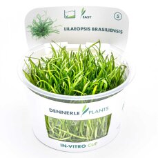 Lilaeopsis brasiliensis - Neuseelandgras, Graspflanze CUP