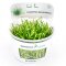 Lilaeopsis brasiliensis - Neuseelandgras, Graspflanze CUP