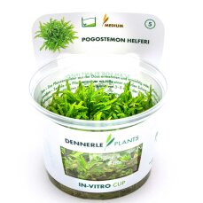 Pogostemon helferi - Kleiner Wasserstern CUP von Dennerle