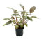 Lagenandra meeboldii Rot XL Pflanze
