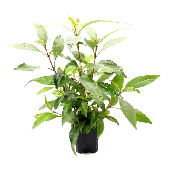 Hygrophila corymbosa sp. XXL - Solitärpflanze