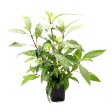 Hygrophila corymbosa sp. XXL - Solitärpflanze