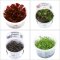 4 farbenfrohe InVitro Pflanzen von Tropica