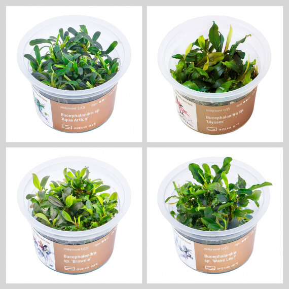 InVitro Pflanzen Bucephalandra Set