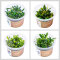 InVitro Pflanzen Bucephalandra Set