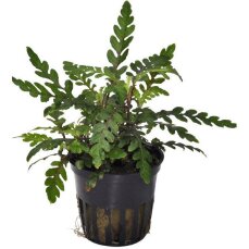 Hygrophila pinnatifida, Gebuchteter Wasserfreund