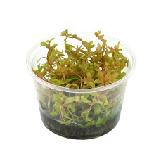 Ammannia pedicellata Golden, Goldene Nesaea In Vitro