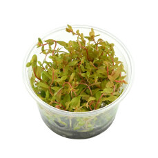 Ammannia pedicellata Golden, Goldene Nesaea In Vitro